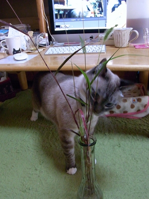 猫じゃらしとジャンくん02