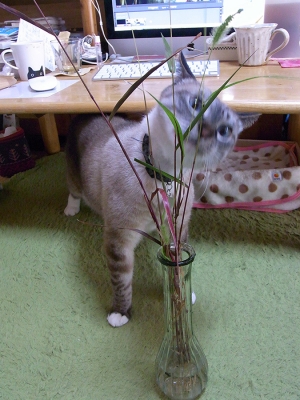 猫じゃらしとジャンくん03