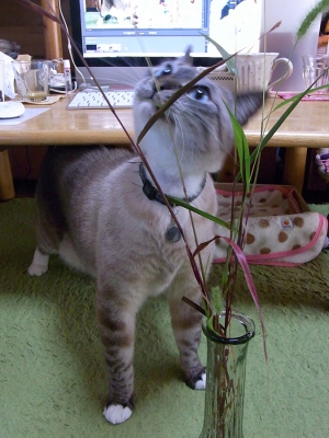 猫じゃらしとジャンくん05