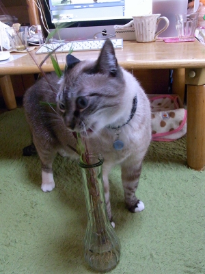 猫じゃらしとジャンくん09