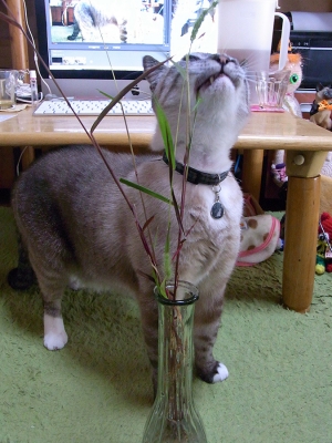 猫じゃらしとジャンくん10