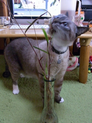 猫じゃらしとジャンくん11