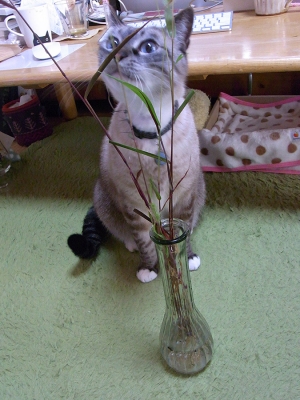 猫じゃらしとジャンくん12