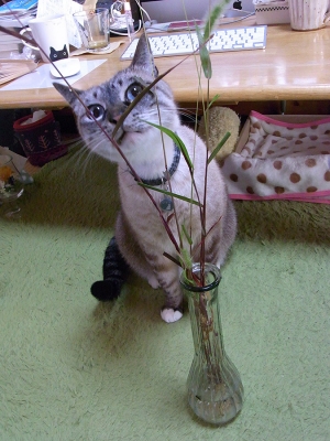 猫じゃらしとジャンくん13