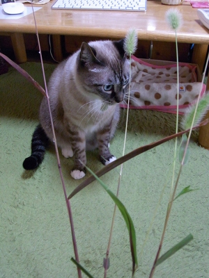 猫じゃらしとジャンくん14