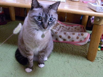 猫じゃらしとジャンくん15