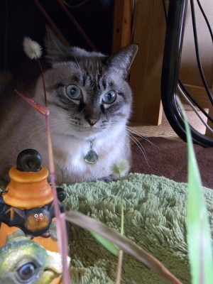 猫じゃらしとジャンくん17