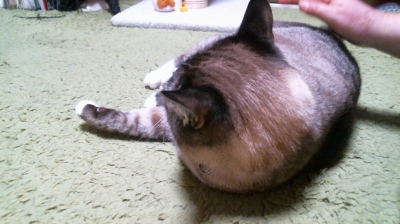 おちりポンポン01