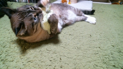 カエルくんキャッチ01