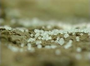 Healthy Soil