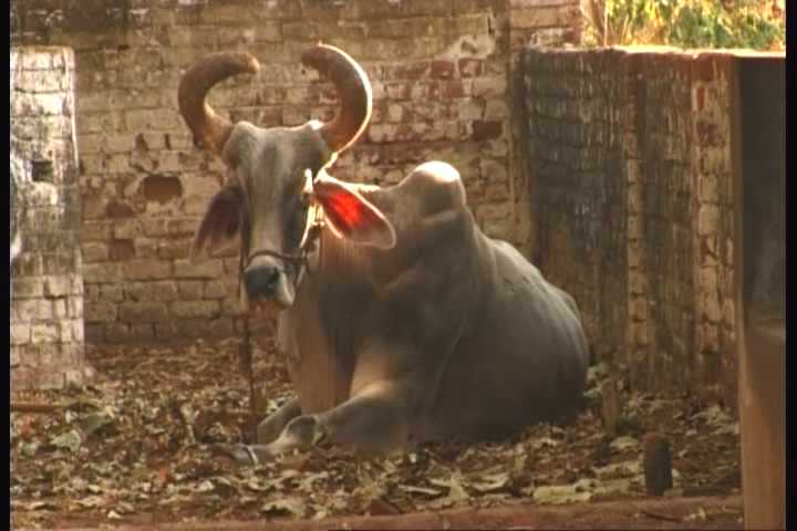 One man, One cow, One planet
