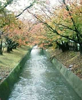 サクラ