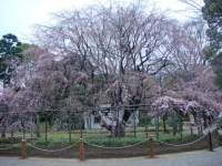 枝垂桜 3分