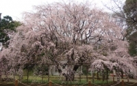枝垂桜満開