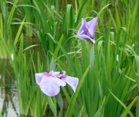 花菖蒲