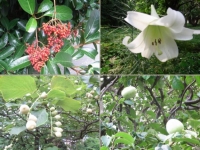皇居の植物