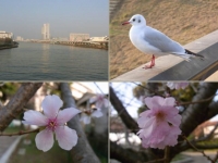 隅田川
