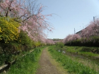 野川 行き