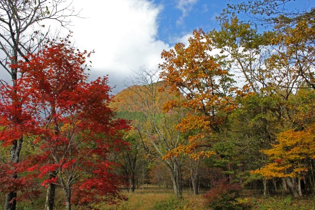 紅葉の中の烏帽子岳-1.jpg