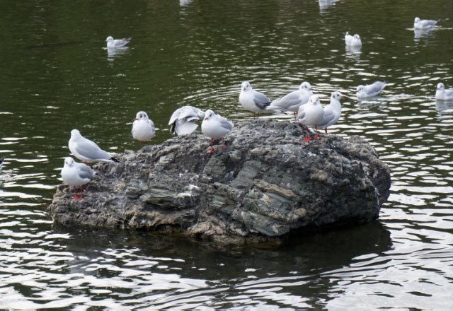 鳥-1.jpg