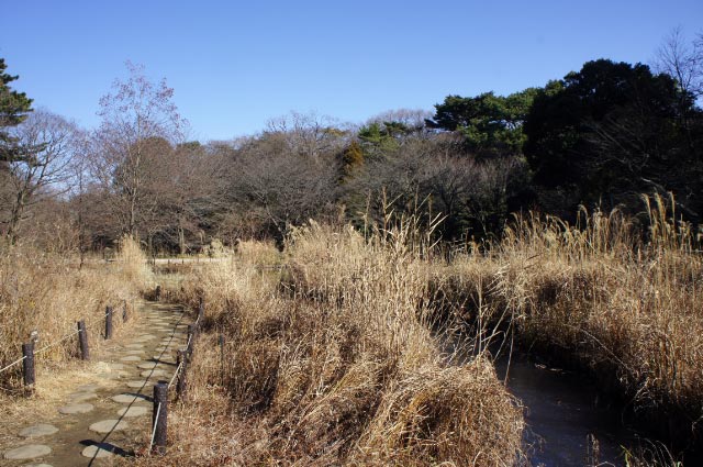 自然教育園-1.jpg