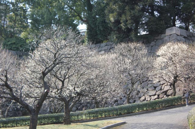 皇居2011.01.29_5686.jpg