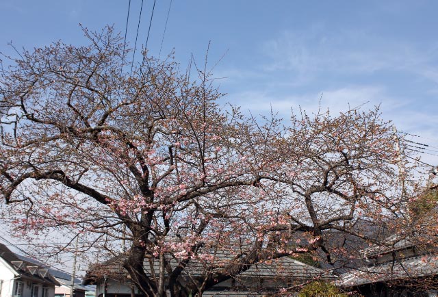 河津桜原木-1.jpg