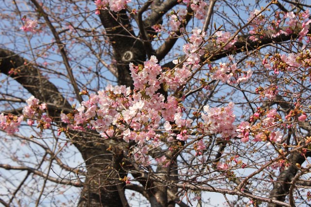 河津桜原木-2.jpg