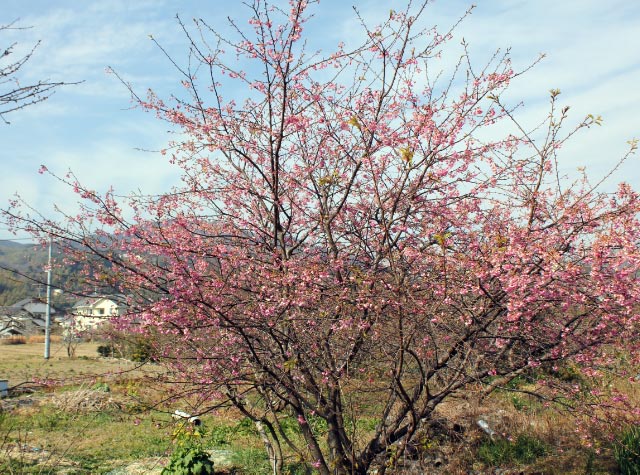 河津櫻 満開-1.jpg