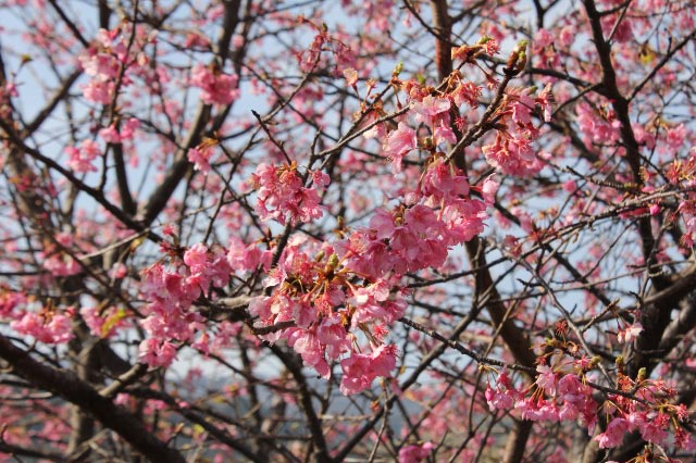 河津櫻 満開-2.jpg