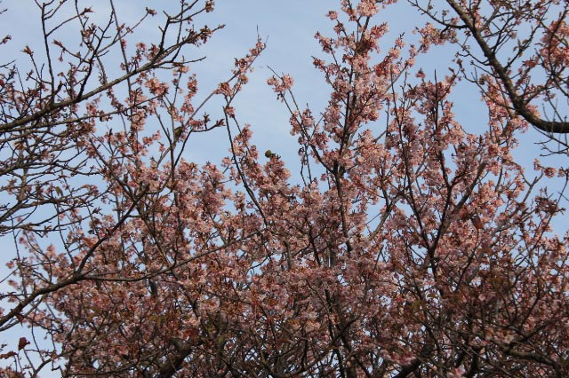 寒桜-2.jpg
