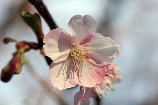 寒桜-1.jpg