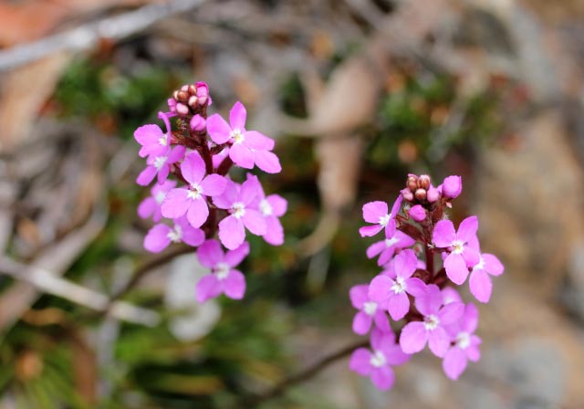 ピンクの花-1.jpg