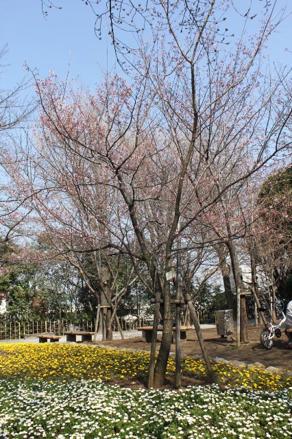 タカトウコヒガンザクラ-2.jpg