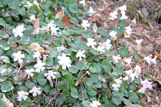 イワウチワ群生-1.jpg
