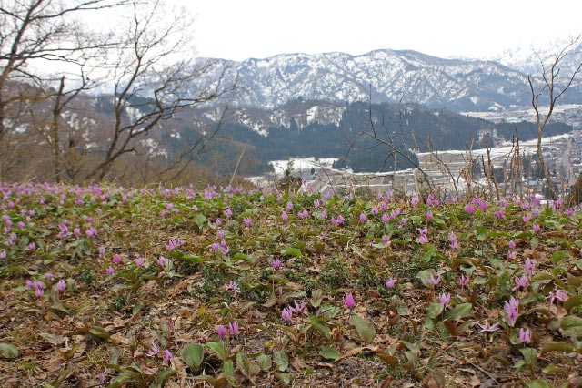 カツカリ群生と雪山-1.jpg