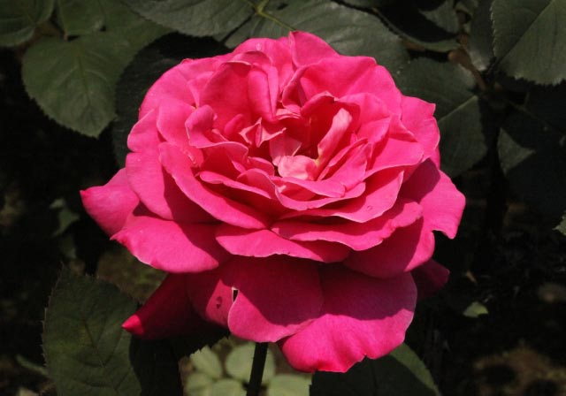 Pink Peace-1.jpg