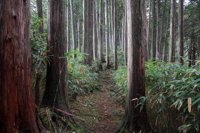 林道-1.jpg