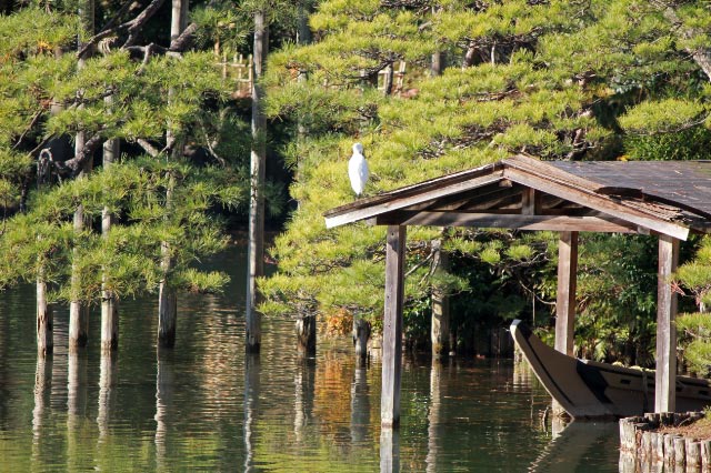 小鷺-1.jpg
