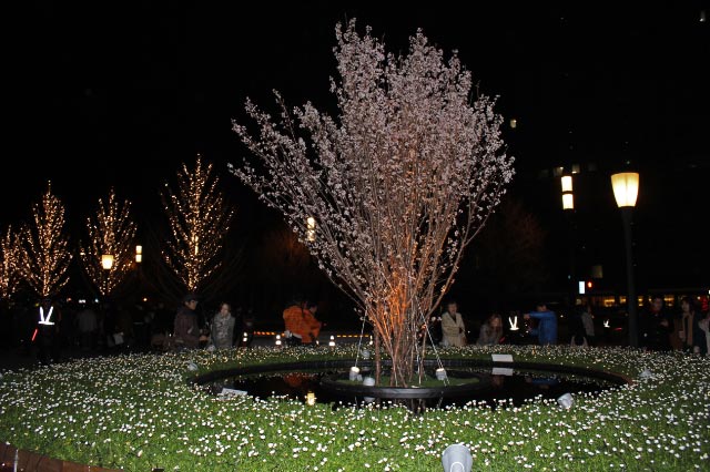 啓明桜-1.jpg