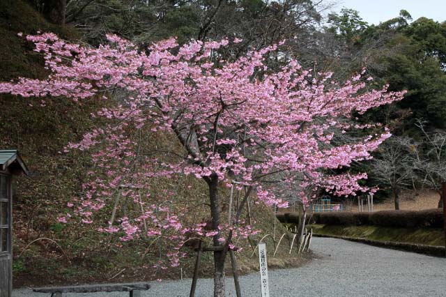 飫肥城 桜-1.jpg