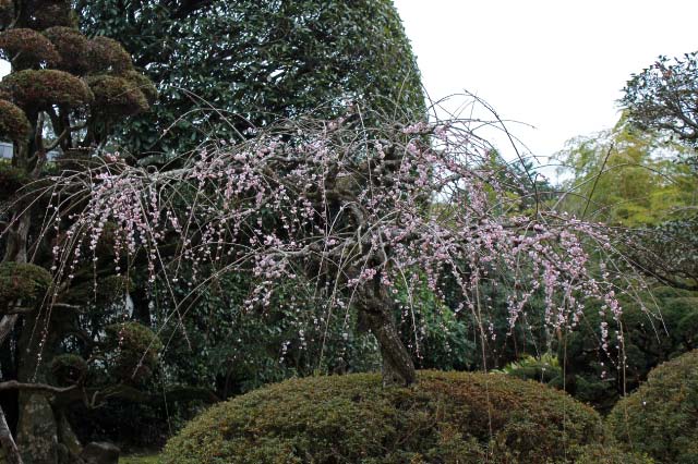 枝垂れ梅-1.jpg