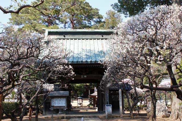 三宝寺山門-1.jpg