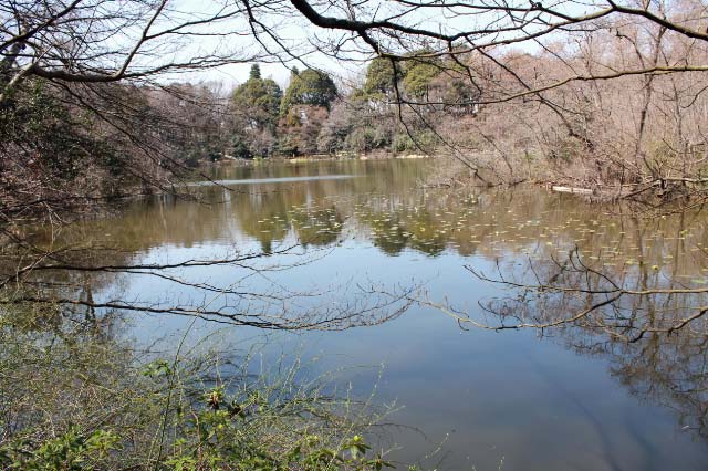 三宝寺池-1.jpg