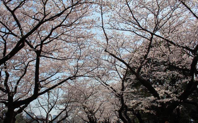 桜1-1.jpg