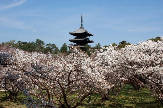 仁和寺 五重塔-1.jpg