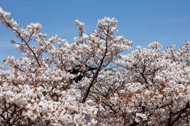 仁和寺 御室桜-1.jpg