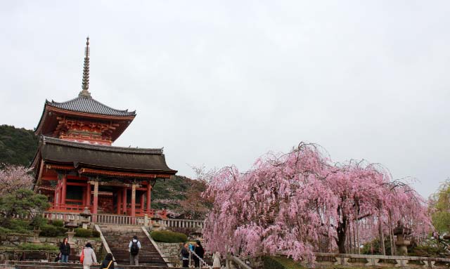 清水寺 紅枝垂れ-1.jpg