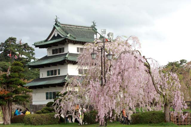 城と桜k-1.jpg