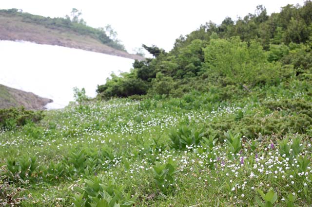 ワタスゲ群生